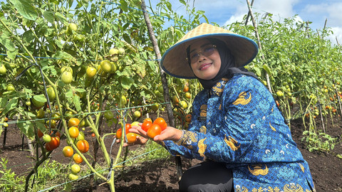 Bupati Erlina memetik tomat di Desa Peniti Dalam II, Kecamatan Segedong. Foto: Dok. Istimewa
