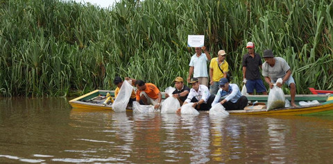 Pelepasan bibit ikan ke sungai. Foto: Dok. Istimewa