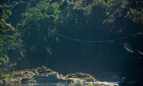 Jaring sutra yang dibuat oleh laba-laba kulit kayu darwin menyebrang sebuah sungai.  Foto: PLOS ONE