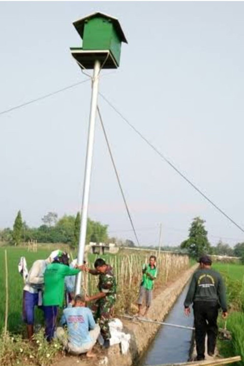 Program bantuan burung hantu dari Presiden Prabowo Subianto untuk mengusir hama tikus. Foto: Dok. Kementerian PU