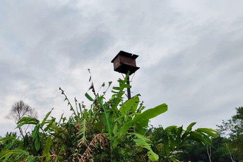 Rumah burung hantu di pematang sawah di Dusun Cancangan, Kalurahan Wukirsari, Kapanewon Cangkringan, Kabupaten Sleman, Minggu (20/4/2025). Foto: Arfiansyah Panji Purnandaru/kumparan