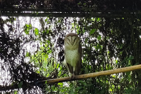 Burung hantu yang tengah dirawat Lim Wen Sin di Pusat Studi dan Konservasi Burung di Dusun Cancangan, Kalurahan Wukirsari, Kapanewon Cangkringan, Kabupaten Sleman, Minggu (20/4/2025). Foto: Arfiansyah Panji Purnandaru/kumparan