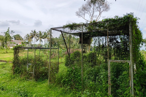 Burung hantu yang tengah dirawat Lim Wen Sin di Pusat Studi dan Konservasi Burung di Dusun Cancangan, Kalurahan Wukirsari, Kapanewon Cangkringan, Kabupaten Sleman, Minggu (20/4/2025). Foto: Arfiansyah Panji Purnandaru/kumparan