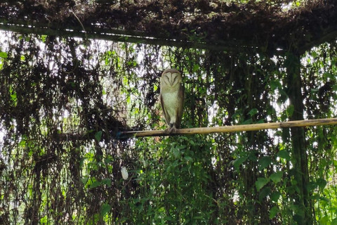 Burung hantu yang tengah dirawat Lim Wen Sin di Pusat Studi dan Konservasi Burung di Dusun Cancangan, Kalurahan Wukirsari, Kapanewon Cangkringan, Kabupaten Sleman, Minggu (20/4/2025). Foto: Arfiansyah Panji Purnandaru/kumparan