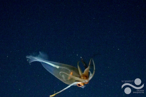 Cumi-cumi kaca glasial, G. glacialis. Foto: Schmidt Ocean Institute