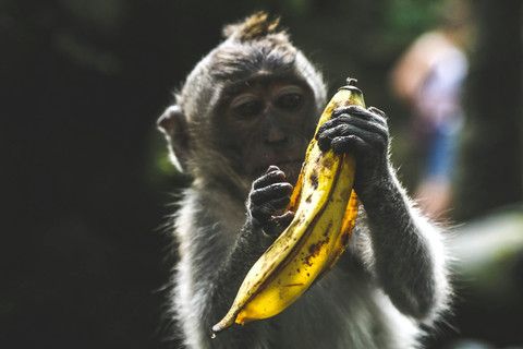 Ilustrasi apa itu Chimpanzini Bananini. sumber: unsplash/jeremy bishop