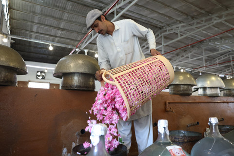 Pekerja menuangkan mawar ke dalam wadah yang digunakan untuk memproduksi air dan minyak mawar, di sebuah perkebunan di kota Taif, Arab Saudi bagian barat, pada tanggal 9 April 2025. Foto: Fayez Nureldine / AFP