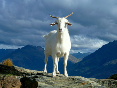 Ilustrasi Umur Minimal Kambing Bisa untuk Kurban adalah. Sumber: Unsplash/Ray Aucott