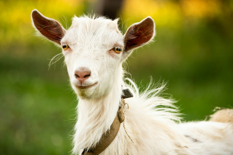 Ilustrasi Umur Minimal Kambing Bisa untuk Kurban adalah. Sumber: Unsplash/Yuriy Vinnicov