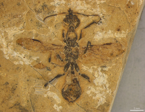 Fosil semut berusia 113 juta tahun yang diawetkan dalam batu kapur yang digali di timur laut Brasil, spesimen semut tertua yang diketahui di dunia. Foto: Anderson Lepeco/ Current Biology/Handout via Reuters