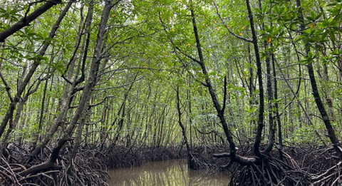 Mangrove Tour. Foto: Dok. Istimewa