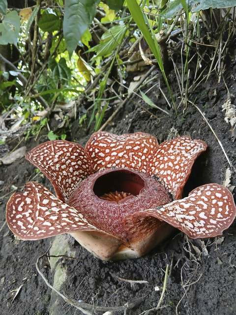 Bunga Rafflesia zollingeriana di sekitar hutan antara Desa Sumber Nanas dan Desa Papring, Banyuwangi. Foto: Dok. Bayu Catur Pamungkas untuk kumparan