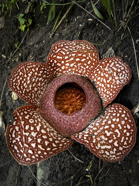 Bunga Rafflesia zollingeriana di sekitar hutan antara Desa Sumber Nanas dan Desa Papring, Banyuwangi. Foto: Dok. Bayu Catur Pamungkas untuk kumparan