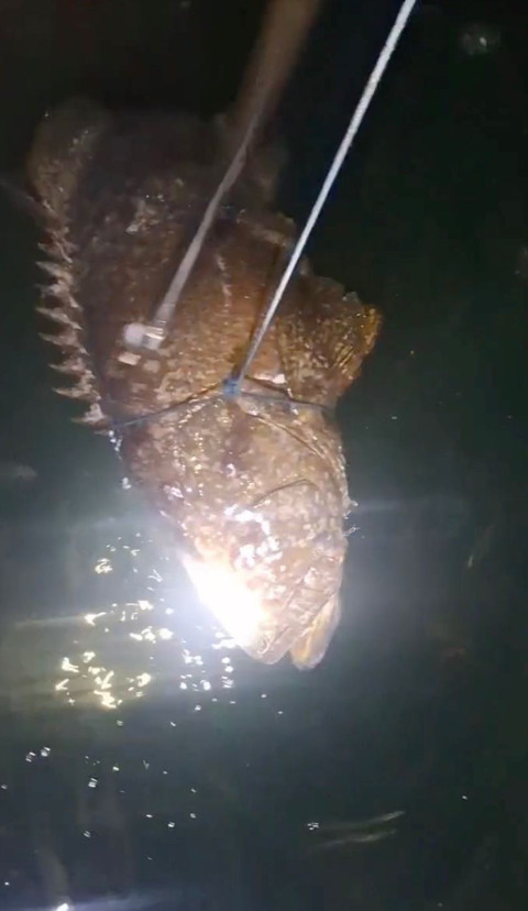 Ikan kerapu saat terlihat di bagang milik nelayan di Kutai Timur. Dok: Muhammad Alvin Firmansyah untuk kumparan