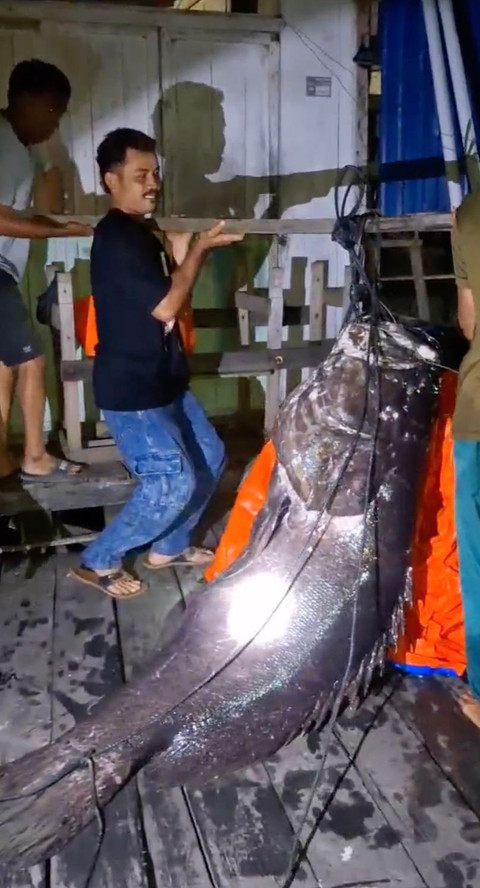 Ikan kerapu yang ditangkap nelayan di Kutai Timur. Dok: Muhammad Alvin Firmansyah untuk kumparan