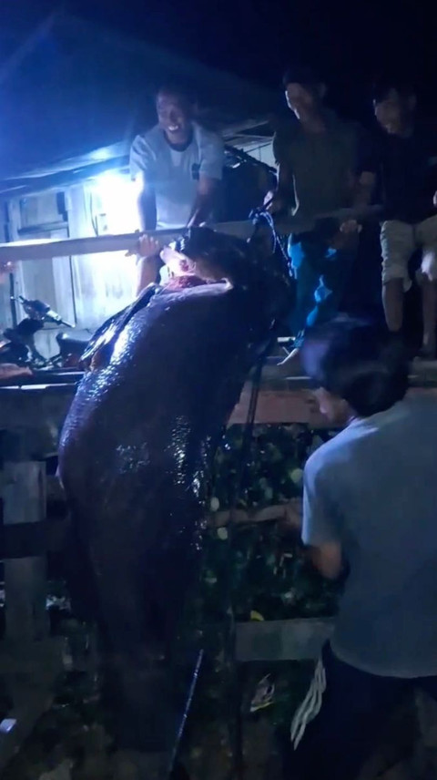 Ikan kerapu yang ditangkap nelayan di Kutai Timur. Dok: Muhammad Alvin Firmansyah untuk kumparan