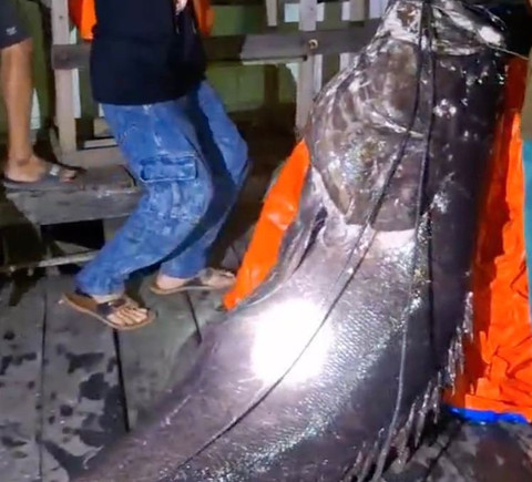 Ikan kerapu yang ditangkap nelayan di Kutai Timur. Dok: Muhammad Alvin Firmansyah untuk kumparan