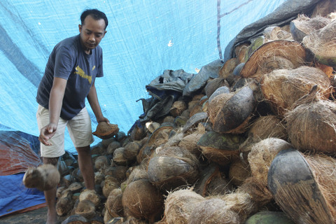 Pedagang menata kelapa yang didatangkan dari Bali di pusat grosir pasar Comboran, Malang, Jawa Timur, Rabu (16/4/2025). Foto: Ari Bowo Sucipto/ANTARA FOTO