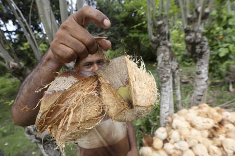 Petani mengupas dan mengumpulkan buah kelapa yang baru dipanen di Desa Leungah, Aceh Besar, Aceh, Kamis (24/4/2025). Foto: Irwansyah Putra/ANTARA FOTO