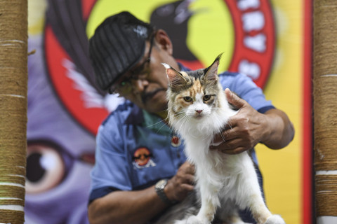 Seorang juri mengamati kucing peserta untuk diberikan penilaian pada kontes kucing di Samarinda, Kalimantan Timur, Minggu (4/5/2025). Foto: M Risyal Hidayat/ANTARA FOTO