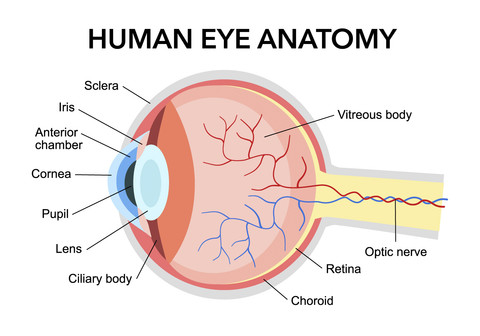 Ilustrasi bola mata. Foto: Shutterstock