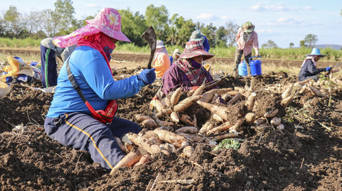 Ilustrasi petani Singkong. Foto: Shutterstock