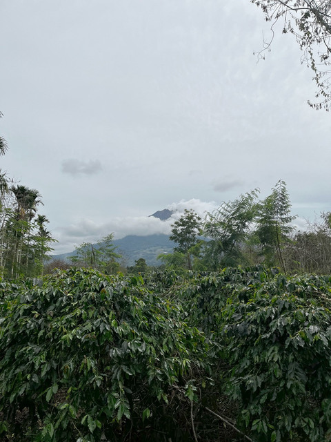 Perkebunan kopi di bawah kaki Gunung Sinabung di Karo, Sumatra Utara. Foto: Adhie Ichsan/kumparan