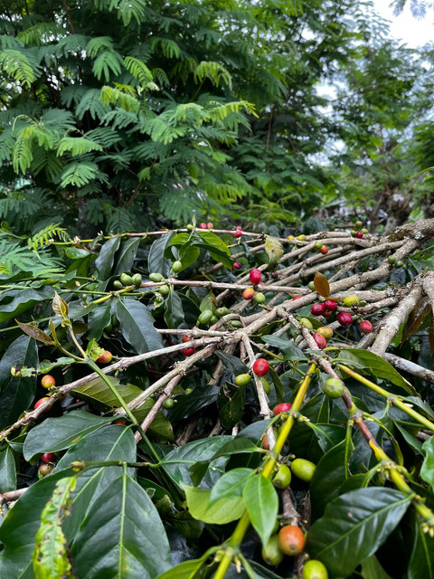 Kopi Arabika di tanah Karo, Sumatera Utara. Foto: Adhie Ichsan/kumparan