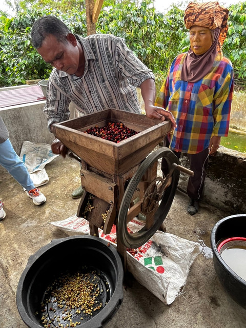 Ngamanken mencontohkan kegiatannya memproses hasil panen kopi dengan cara tradisional. Foto: Adhie Ichsan/kumparan