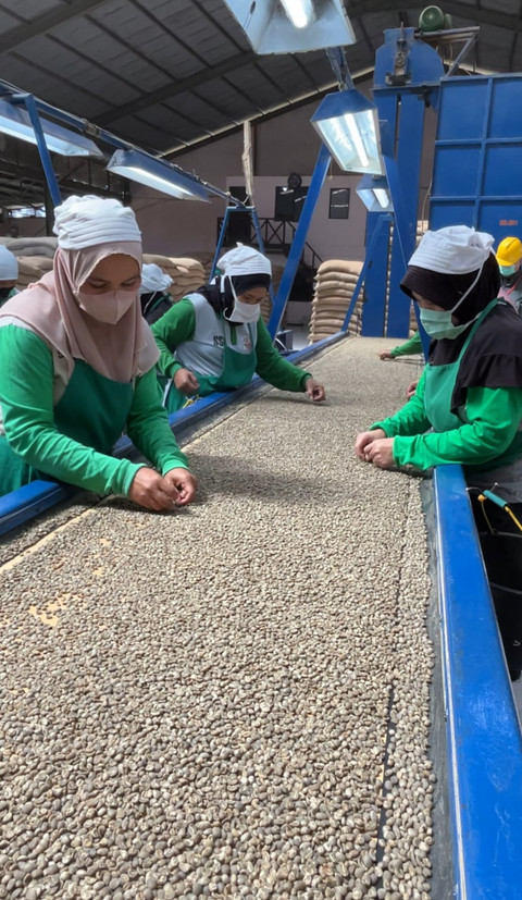 Para pekerja memilih biji kopi Arabika dengan kualitas terbaik sebelum dipacking untuk dikirim ke berbagai belahan dunia. Foto: Adhie Ichsan/kumparan