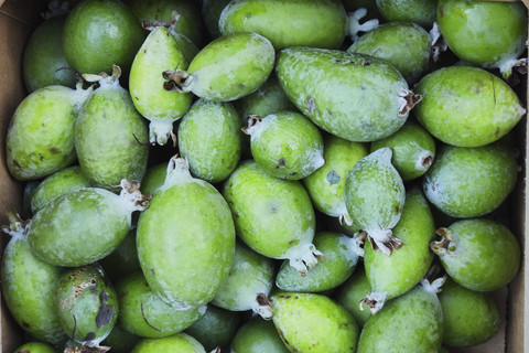 Buah Feijoas terlihat di luar sebuah rumah di Wellington, Selandia Baru, Minggu (11/5/2025). Foto: Charlotte Graham-McLay/AP PHOTO