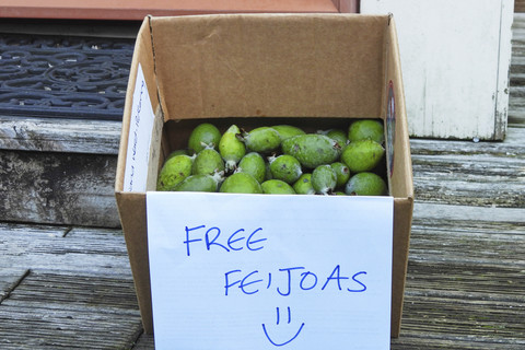 Sebuah kotak di luar rumah yang menawarkan feijoa gratis terlihat di Wellington, Selandia Baru, Minggu (11/5/2025). Foto: Charlotte Graham-McLay/AP PHOTO