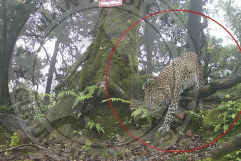 Macan Tutul tertangkap kamera di Gunung Salak. Foto: Instagram/ @btn_gn_halimunsalak