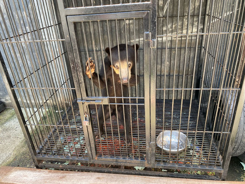 Barang bukti beruang madu yang dipelihara secara ilegal oleh pria di Kulon Progo. Foto: Dok. Polda DIY