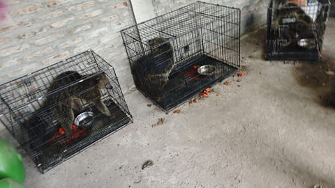 Barang bukti binturong yang dipelihara secara ilegal oleh pria di Kulon Progo. Foto: Dok. Polda DIY