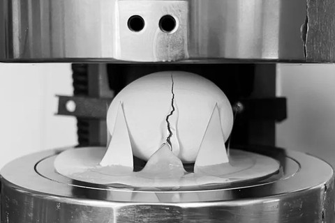 Peneliti MIT menemukan metode penyimpanan telur. Foto: Massachusetts Institute of Technology (MIT)