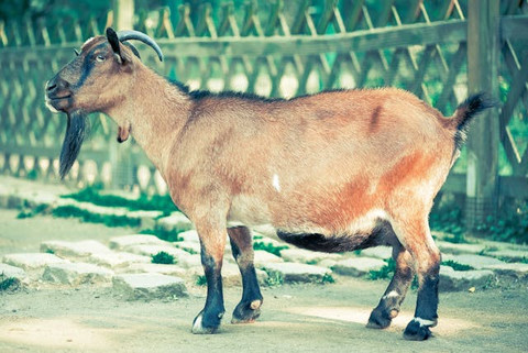 Ilustrasi untuk Hukum dalam Melaksanakan Qurban adalah. Sumber: Pexels/Pixabay