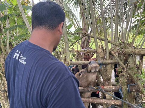 Persiapan kurban di Maluku bersama Human Initiative. Foto: Nabilla Fatiara/kumparan