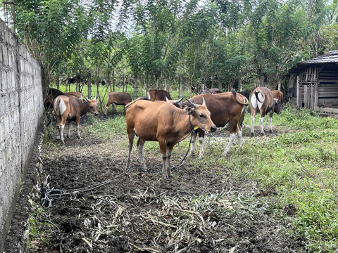 Persiapan kurban di Maluku bersama Human Initiative. Foto: Nabilla Fatiara/kumparan