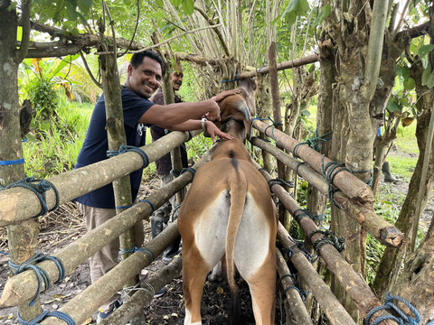 Persiapan kurban di Maluku bersama Human Initiative. Foto: Nabilla Fatiara/kumparan