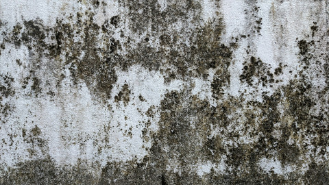 Apa Itu Black Mold. Sumber Unsplash Hydra 4x