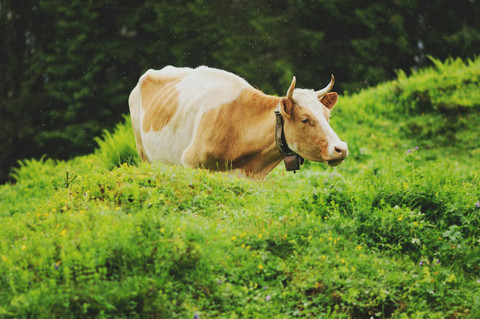 Harga Sapi dan Kambing Kurban 2025, Sumber Unsplash Anshu A