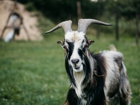 Harga Sapi dan Kambing Kurban 2025, Sumber Unsplash Kyrzystof Kowalik