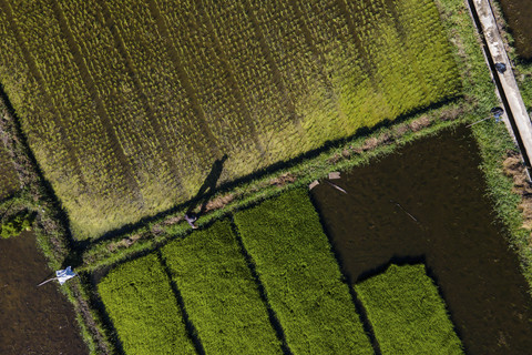 Foto udara petani berjalan melintasi sawah di Aceh, Senin (19/5/2025). Foto: Chaideer Mahyuddin/AFP