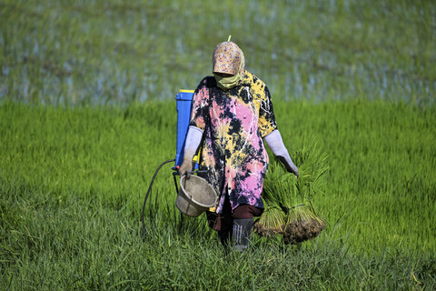 Petani menanam padi di Aceh, Senin (19/5/2025). Foto: Chaideer Mahyuddin/AFP