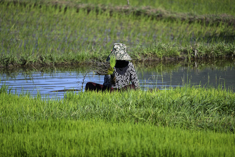 Petani menanam padi di Aceh, Senin (19/5/2025). Foto: Chaideer Mahyuddin/AFP