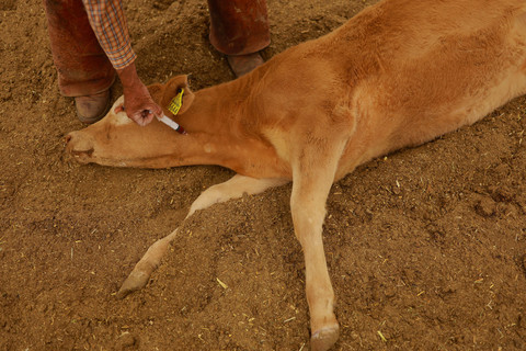 Seorang koboi memberikan obat kepada seekor sapi saat peternak Chihuahua meningkatkan pengawasan cacing di fasilitas Chihuahua Regional Livestock Union, di luar Ciudad Juarez, Meksiko, 29 April 2025. Foto: REUTERS/Jose Luis Gonzalez