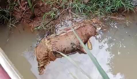 Bangkai babi di aliran sungai Dusun Rilau, Desa Lematang, Tanjung Bintang. | Foto: Istimewa