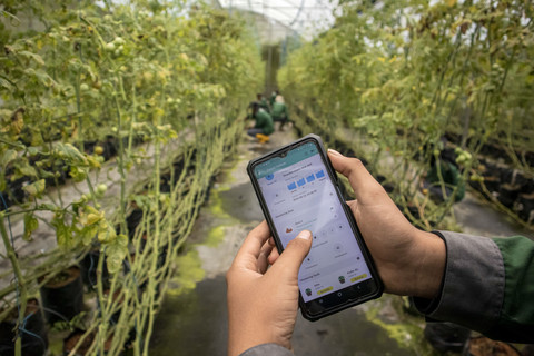 Siswa mengoperasikan alat penyiram tanaman otomatis melalui ponsel dengan teknologi Internet of Things (IoT) pertanian cerdas di salah satu greenhouse SMKN Pertanian Pembangunan (PP) Lembang, Kabupaten Bandung Barat, Jawa Barat, Rabu (21/5/2025). Foto: Abdan Syakura/ANTARA FOTO