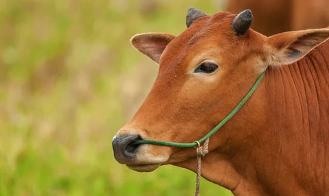 Ilustrasi sapi sebagai hewan kurban | Foto: Shutter stock